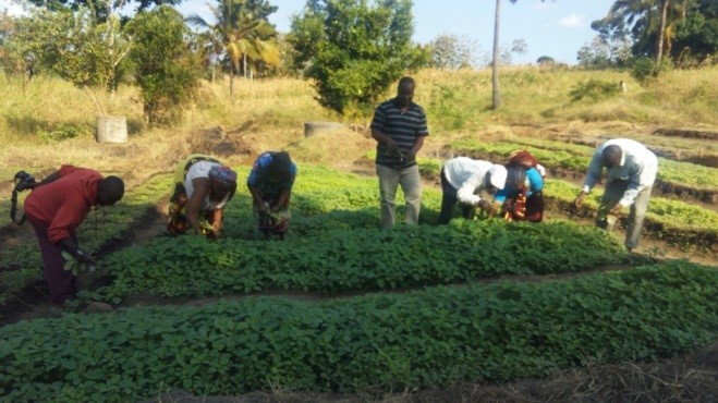 Organischer Anbau in Tansania